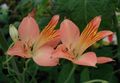   růžový Zahradní květiny Alstroemeria, Peruánský Lilie, Lilie Inků fotografie
