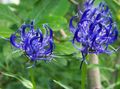   blå Hage blomster Horned Rampion / Phyteuma Bilde