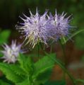   бузковий Садові Квіти Кольник / Phyteuma Фото