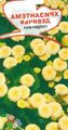   jaune les fleurs du jardin Tanacetum Parthenium / Matricaria parthenium (Tanacetum parthenium) Photo