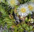   weiß Mittagsblume / Mesembryanthemum crystallinum Foto