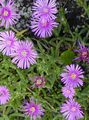   lila Tuin Bloemen Ijs Plant / Mesembryanthemum crystallinum foto
