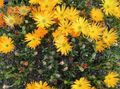   oranžový Zahradní květiny Led Rostlina / Mesembryanthemum crystallinum fotografie