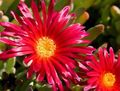   rot Mittagsblume / Mesembryanthemum crystallinum Foto