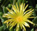   giallo I fiori da giardino Impianto Di Ghiaccio / Mesembryanthemum crystallinum foto