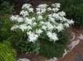   бял Градински цветове Сняг По-На-Планина / Euphorbia marginata снимка