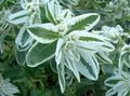   白 园林花卉 冰雪上的山 / Euphorbia marginata 照
