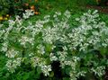   biały Ogrodowe Kwiaty Euphorbia Frędzlami (Euphorbia Marginata) zdjęcie
