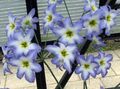   šviesiai mėlynas Sodo Gėlės Šlovė Saulės / Leucocoryne Nuotrauka