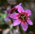   ピンク 庭の花 太陽の栄光 / Leucocoryne フォト