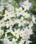   λευκό Λουλούδια κήπου Δόξα Του Ήλιου / Leucocoryne φωτογραφία