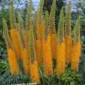   オレンジ 庭の花 アワユリ、砂漠のキャンドル / Eremurus フォト