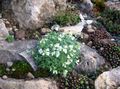   blanco Flores de jardín Berro De Roca / Arabis Foto