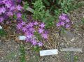   lilac bláthanna gairdín Triteleia, Cnó Féar, Ithuriel Ar Sleá, Ciseán Wally Photo