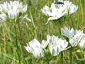   hvit Hage blomster Triteleia, Gress Mutter, Ithuriel Spyd, Wally Kurv Bilde