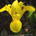 Dutch Iris, Spansk Iris
