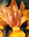   orange Gartenblumen Niederländisch Iris, Iris Spanisch / Xiphium Foto