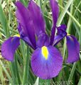   violetinė Sodo Gėlės Olandų Rainelės, Ispanų Rainelės / Xiphium Nuotrauka
