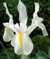   baltas Sodo Gėlės Olandų Rainelės, Ispanų Rainelės / Xiphium Nuotrauka