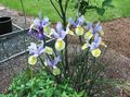   jasnoniebieski Ogrodowe Kwiaty Ksifium (Dutch Iris, Iris Angielski) / Xiphium zdjęcie