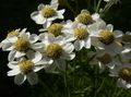   blanco Flores de jardín Sneezewort, Sneezeweed, Brideflower / Achillea ptarmica Foto