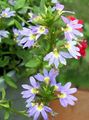   γαλάζιο Λουλούδια κήπου Νεράιδα Λουλούδι Ανεμιστήρα / Scaevola aemula φωτογραφία