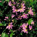   roz Fairy Floare Fan / Scaevola aemula fotografie
