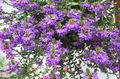   purple Fairy Fan Flower / Scaevola aemula Photo