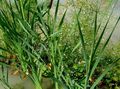   бял Градински цветове Вода Живовляк / Alisma plantago-aquatica снимка