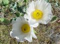   biely Záhradné kvety Argemona fotografie