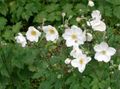   biały Ogrodowe Kwiaty Zawilec Na Jesień / Anemone hupehensis zdjęcie