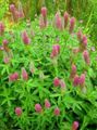   pink Garden Flowers Red Feathered Clover, Ornamental Clover, Red Trefoil / Trifolium rubens Photo
