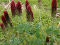   бордовий Садові Квіти Клевер Червонуватий / Trifolium rubens Фото