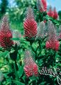   rood Tuin Bloemen Rood Gevederde Klaver, Sier Klaver, Rode Klaver / Trifolium rubens foto