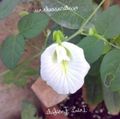   ホワイト 庭の花 チョウマメ / Clitoria ternatea フォト
