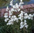   თეთრი ბაღის ყვავილები ბამბა ბალახის / Eriophorum სურათი