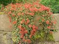   rojo Flores de jardín Nueva Zelanda Rebabas / Acaena Foto