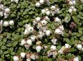   білий Садові Квіти Арктеріка / Arcterica nana, Makino Фото