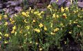   jaune les fleurs du jardin Gratiole / Gratiola officinalis Photo
