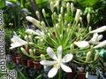   blanc les fleurs du jardin Lily Of The Nile, Lis Africain / Agapanthus africanus Photo