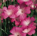   roz Gradina Flori Neghină Porumb / Agrostemma githago fotografie