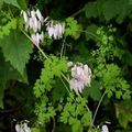   rose les fleurs du jardin Allegheny Vigne, Fumeterre Escalade, Frange De Montagne / Adlumia fungosa Photo