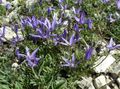   blå Hage blomster Asyneuma Bilde