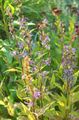   blu I fiori da giardino Asyneuma foto