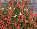   czerwony Ogrodowe Kwiaty Alonsoa zdjęcie