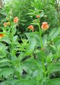   помаранчевий Садові Квіти Алонсоа / Alonsoa Фото