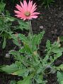   рожевий Садові Квіти Арктотіс (Венідіум) / Arctotis Фото