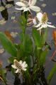   wit Tuin Bloemen Yerba Mansa, Valse Anemoon, Hagedis Staart / Anemopsis californica foto