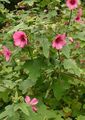   rosa I fiori da giardino Snowcup, Anoda Speronato, Cotone Selvaggio / Anoda cristata foto