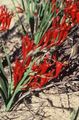  punane Paavian Lill / Babiana, Gladiolus strictus, Ixia plicata Foto